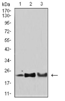 SOD2/Mn-SOD Antibody (8H3F9) - BSA Free, Novus Biologicals 0.1 ml; Unconjugated:Antibodies,